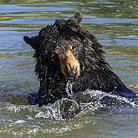 Two American black bears (Ursus americanus) play fighting / playfighting / playing and splashing in water of pond